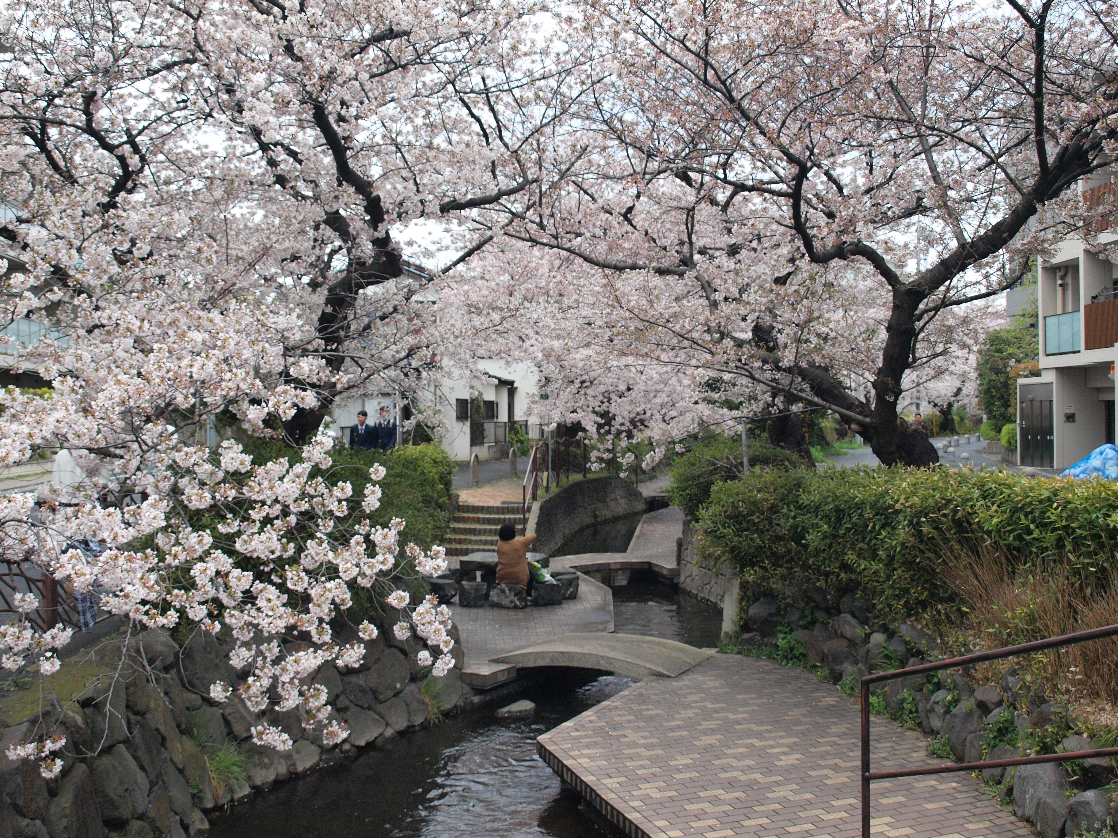 武蔵小杉　二ヶ領用水の桜