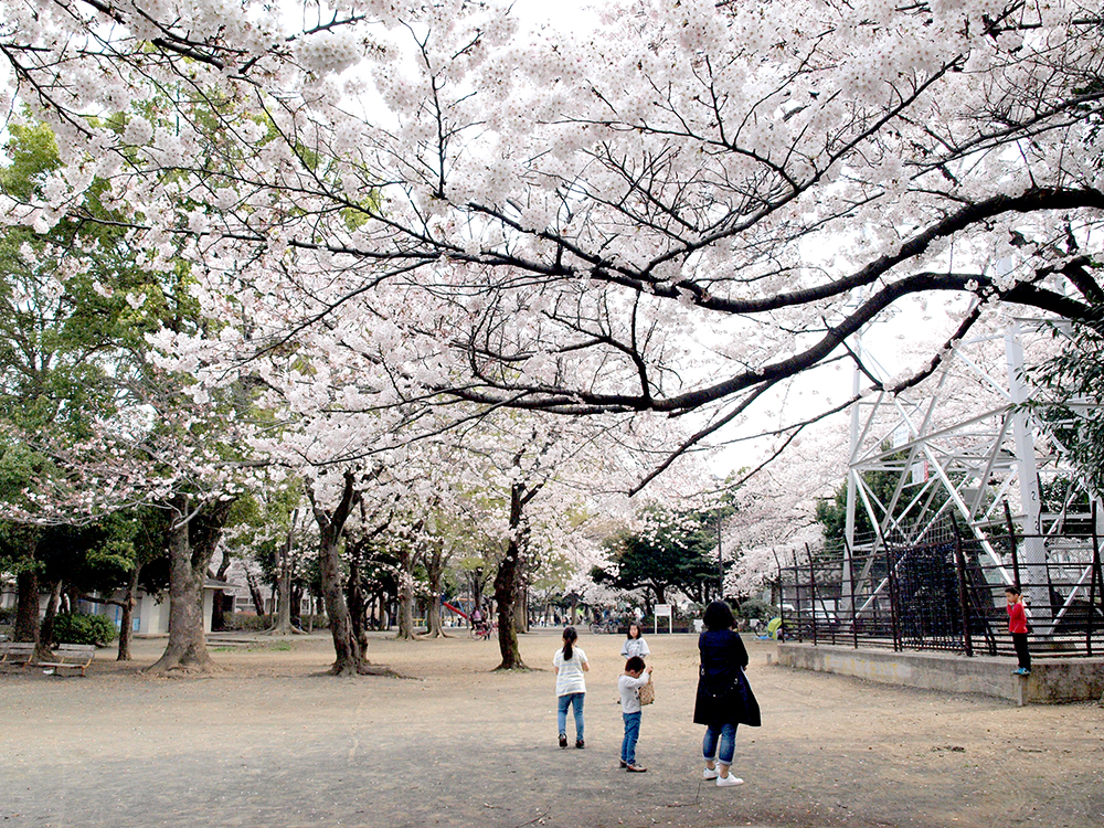 井田公園　桜