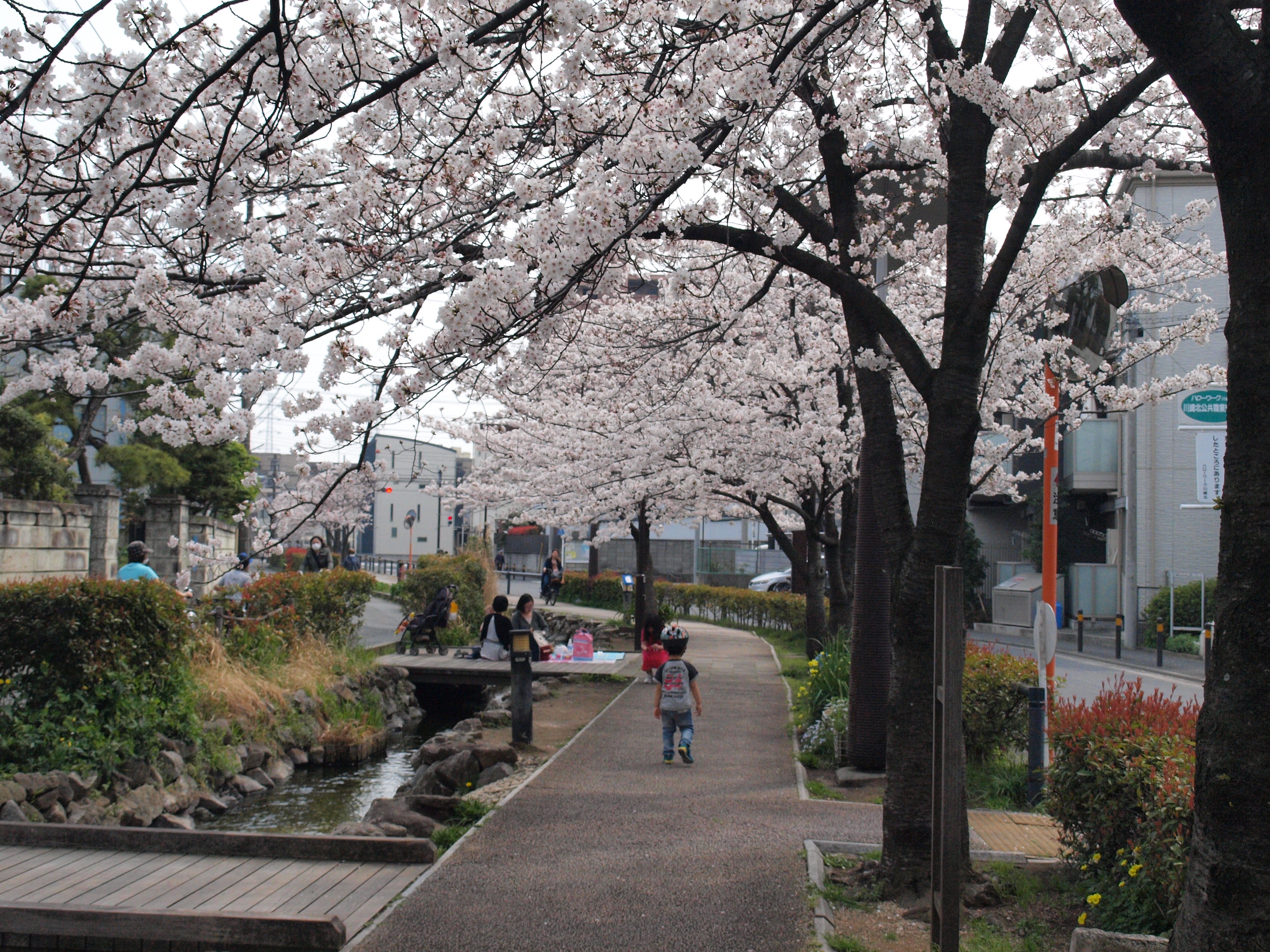 江川せせらぎ遊歩道　桜のプロムナード