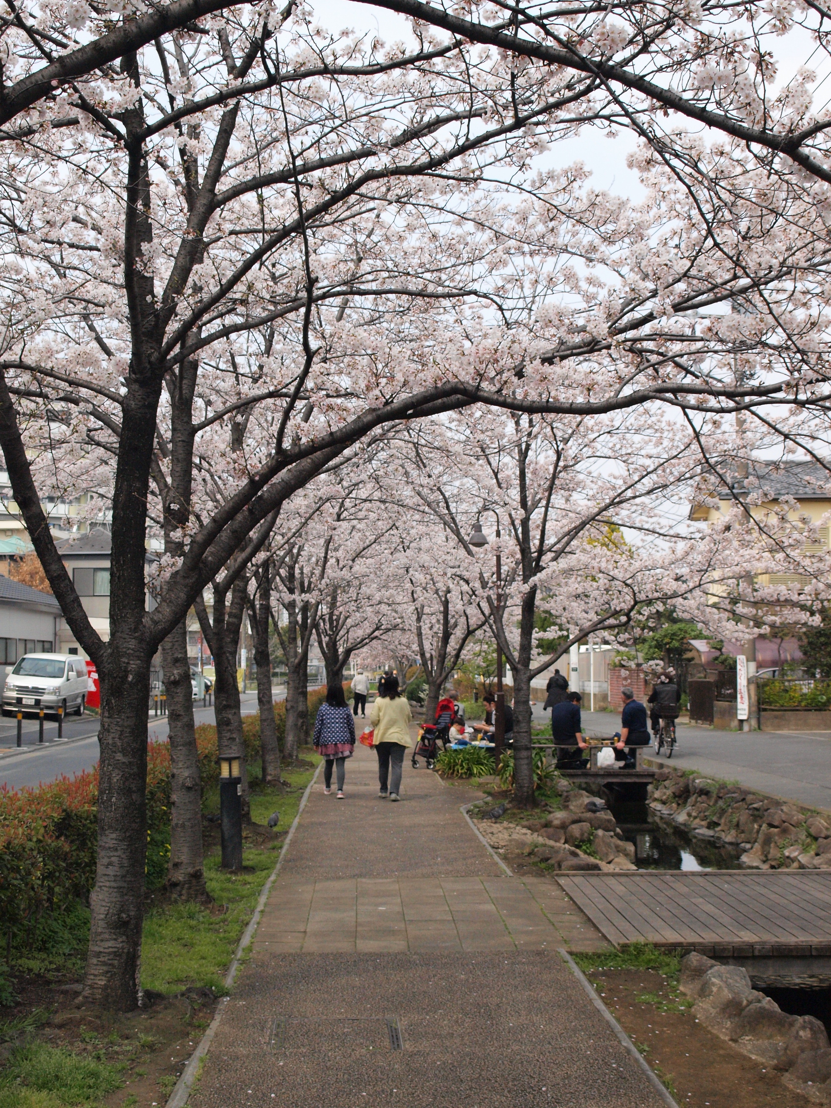 江川せせらぎ遊歩道　桜のプロムナード