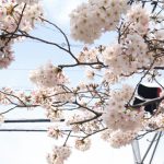 武蔵小杉周辺のお花見、ピクニックスポット　ー江川せせらぎ遊歩道〜井田公園編ー
