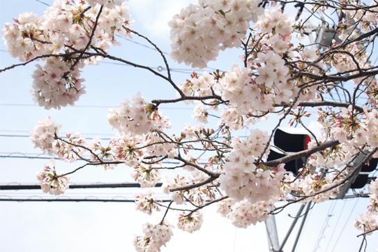 武蔵小杉周辺のお花見スポット